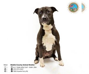 American Bulldog-Catahoula Leopard Dog Mix Dogs for adoption in Mobile, AL, USA