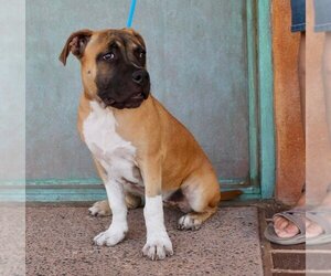 Boxer-Bullmastiff Mix Dogs for adoption in Albuquerque, NM, USA