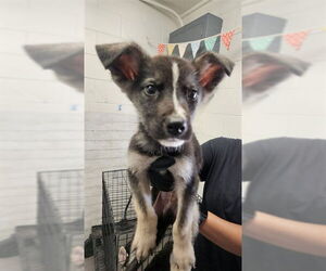 German Shepherd Dog Dogs for adoption in San Bernardino, CA, USA