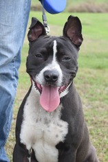American Pit Bull Terrier Dogs for adoption in Kaplan, LA, USA