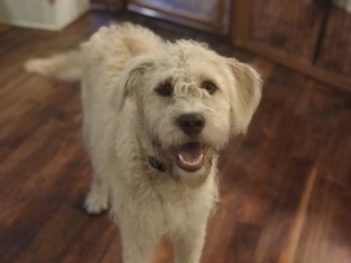 Labradoodle Dogs for adoption in Holly Springs, NC, USA