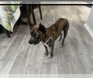Mutt Dogs for adoption in Euless, TX, USA