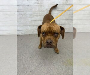 American Pit Bull Terrier Dogs for adoption in San Bernardino, CA, USA