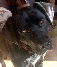 Labrador Retriever-Unknown Mix Dogs for adoption in Corrales, NM, USA
