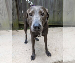 Unknown-Weimaraner Mix Dogs for adoption in Boston, MA, USA