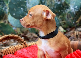 Medium Photo #1 Doxie-Pin Puppy For Sale in Von Ormy, TX, USA