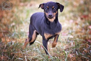 Miniature Pinscher Dogs for adoption in Pryor, OK, USA