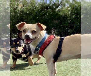 Chihuahua-Unknown Mix Dogs for adoption in Beverly Hills, CA, USA