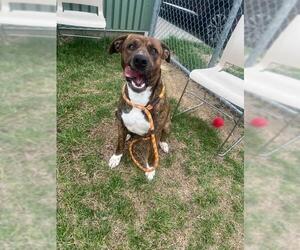 American Pit Bull Terrier-Unknown Mix Dogs for adoption in Louisville, KY, USA