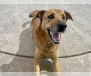 German Shepherd Dog-Unknown Mix Dogs for adoption in Martinez, CA, USA