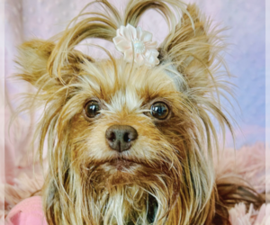 Mutt Dogs for adoption in San Ramon, CA, USA