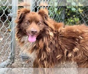 Australian Shepherd-Unknown Mix Dogs for adoption in Santa Rosa, CA, USA