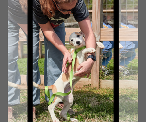 Mutt Dogs for adoption in Virginia Beach, VA, USA