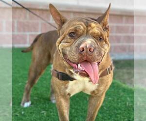 American Staffordshire Terrier-Unknown Mix Dogs for adoption in San Antonio, TX, USA