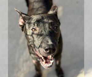 German Shepherd Dog-Unknown Mix Dogs for adoption in Tulsa, OK, USA