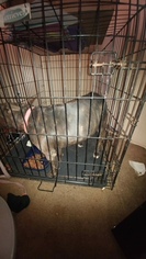 Bull Terrier Dogs for adoption in Pleasanton, TX, USA