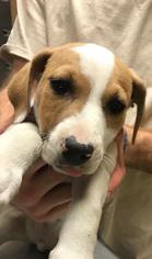 Jack-A-Bee Dogs for adoption in Bauxite, AR, USA