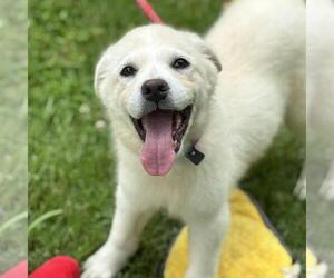 Great Pyrenees-Unknown Mix Dogs for adoption in Yardley, PA, USA