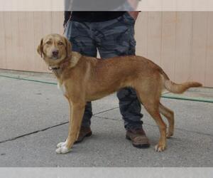 Golden Irish Dogs for adoption in Slidell, LA, USA