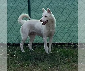 - Mix Dogs for adoption in Marietta, GA, USA