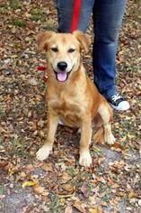 Golden Retriever Dogs for adoption in Arlington, TX, USA