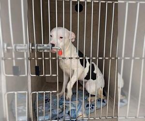 American Pit Bull Terrier-Unknown Mix Dogs for adoption in Oklahoma City, OK, USA