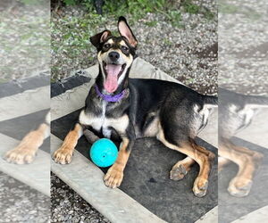 Huskies -Unknown Mix Dogs for adoption in Elmsford, NY, USA