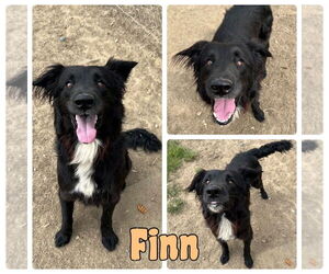 Border Collie-Unknown Mix Dogs for adoption in Pierceton , IN, USA
