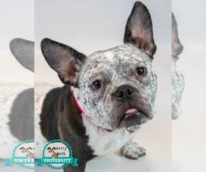 Bulldog-Unknown Mix Dogs for adoption in Kennesaw, GA, USA