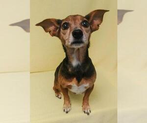 Chiweenie Dogs for adoption in Lake City, MI, USA