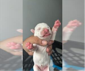 Pointer-Unknown Mix Dogs for adoption in Houston, TX, USA