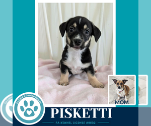 Beagle-Unknown Mix Dogs for adoption in Kimberton, PA, USA