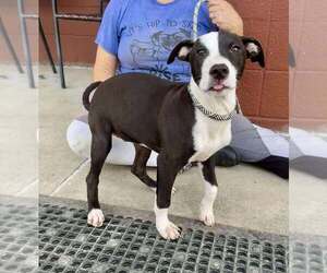 Mutt Dogs for adoption in Abbeville, LA, USA