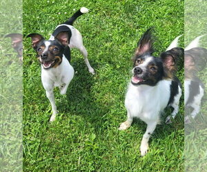 Papillon-Unknown Mix Dogs for adoption in Germantown, OH, USA