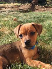 Medium Photo #1 Chiweenie Puppy For Sale in Aurora, CO, USA