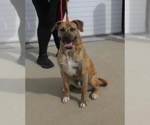 Black Mouth Cur-Labrador Retriever Mix Dogs for adoption in Louisville, KY, USA