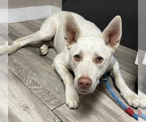 Gerberian Shepsky Dogs for adoption in Redlands, CA, USA