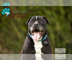 American Bulldog Dogs for adoption in Riverside, CA, USA
