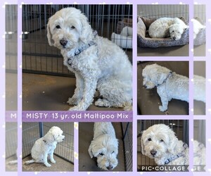 Maltipoo Dogs for adoption in Mesa, AZ, USA