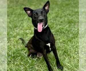 Labrador Retriever-Unknown Mix Dogs for adoption in Conroe, TX, USA