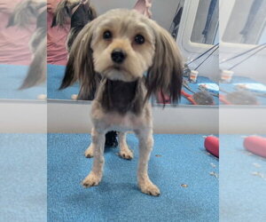 Mutt Dogs for adoption in Grafton, WI, USA