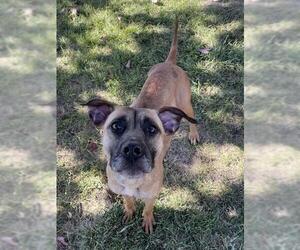 Boxer-Unknown Mix Dogs for adoption in Lee's Summit, MO, USA