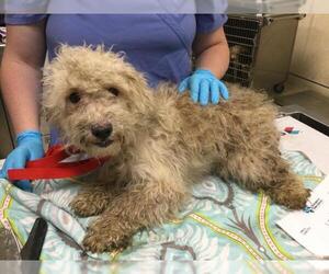 Mutt Dogs for adoption in Riverside, CA, USA