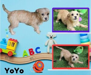 Mutt Dogs for adoption in Lindsay, CA, USA