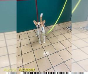Chihuahua Dogs for adoption in West Palm Beach, FL, USA