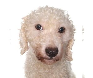 Poodle (Miniature) Dogs for adoption in Oakland Park, FL, USA