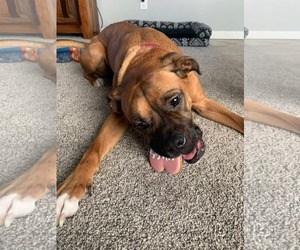Boxer Dogs for adoption in Woodbury, MN, USA