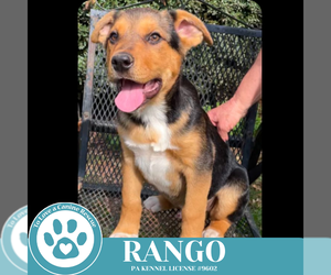 Mutt Dogs for adoption in Kimberton, PA, USA