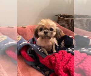 Shih Tzu Dogs for adoption in Aurora, IN, USA