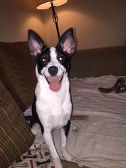 Border Collie-Unknown Mix Dogs for adoption in Buffalo, NY, USA